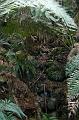 Tree fern gully, Pirianda Gardens IMG_7221